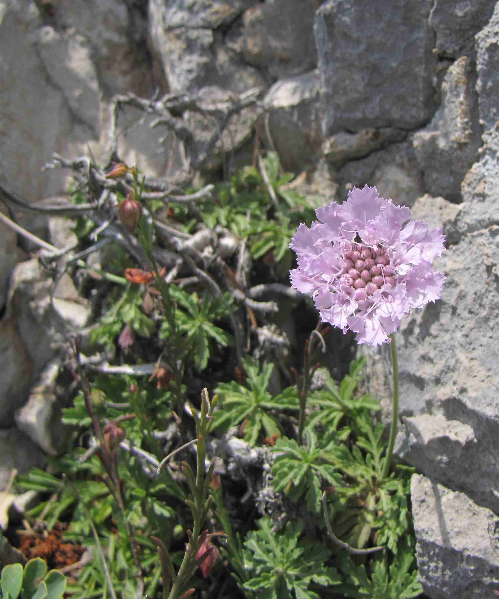 Lomelosia crenata subsp. crenata / Vedovina crenata